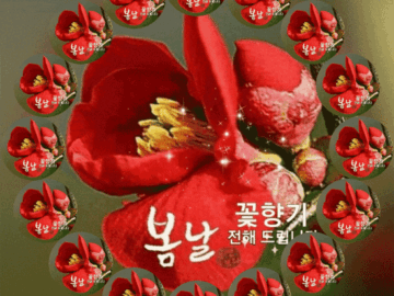 πΌ κ½ νΌλ λ΄μ